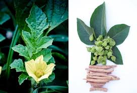 Image result for Fadogia tomentosa