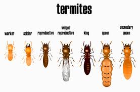 13 Different Types Of Termites Eating Houses All Over The World