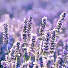 Maybe you would like to learn more about one of these? 10 Plants That Repel Bugs Herbs Shrubs Flowers Insects Hate