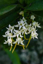 Image result for Cyrtorchis ringens