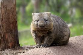 In Honour Of Wombat Day Here Are 17 Facts You Never Knew About Wombats Wombat Facts Cute Animals Wombat