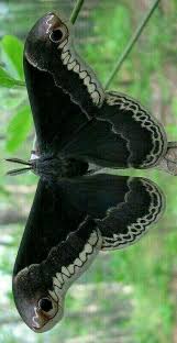 Pin By Jocelyne Heurtebise On Borboletas E Mariposas Beautiful Butterflies Butterfly Photos Butterfly