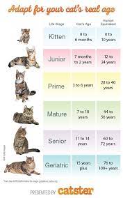How To Calculate Your Cat S Age Cat Ages Cat Years Cat Lifespan