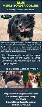 Blue Merle Border Collies Rising Sun Farm Border Collie Blue Merle Clever Dog