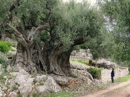 Pin By Abdullah Khamis On Agaclar In 2021 Olive Tree Tree Garden Of Gethsemane