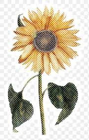Halftone Yellow Sunflower Sticker Overlay With White Border Free Image By Rawpixel Com Adj Halftone Yellow Sunflower Sunflower Png