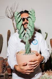 Suppose that a man has seen a tree of fruitful cactus and he felt appetite for one of its fruits and his spirit inclined to it, so to fulfil his desire he has. How To Not Kill Your Fancy New Cactus Gq