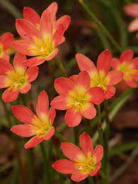 Zephyranthes Krakatau Rain Lily Bulbous Plants Types Of Flowers