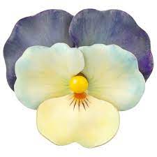 Antique Russian Garnet Enamel Diamond Gold Pansy Brooch In 2021 Pansies Pansies Flowers Yellow Enamel