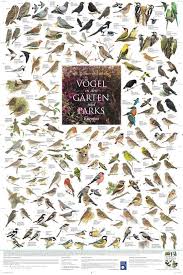 Poster Vogel Aus Den Garten Und Parks Europas Parks Vogel Im Garten Tierspuren