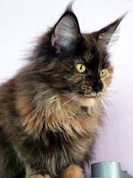Pin On Maine Coon Cats