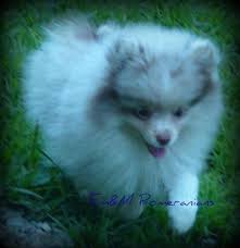 Knox, indiana » hedgehogs $200: Exotic Pomeranian Puppies For Sale In Indianapolis Indiana Classified Americanlisted Com