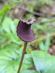 Image result for Dorstenia schliebenii