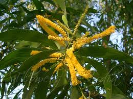 Image result for Acacia auriculiformis