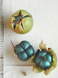 Image result for Margaritaria