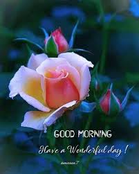 Try to be so challenging and positive today, you shall unlock the opportunities and favours of today. Pin By Yasmina Rose On Good Day Good Morning Flowers Good Morning Dear Friend Good Morning Happy Saturday