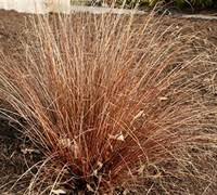 Image result for Pteris buchananii