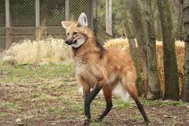 Maned wolves are supposed to be incredibly shy! Maned Wolf Facts Habitat Diet Life Cycle Baby Pictures