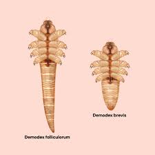 Image result for Demodex brevis