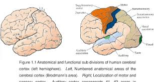 We did not find results for: Neuronal Activity For Duration Discrimination In Guinea Pig Primary Auditory Cortex Semantic Scholar