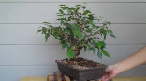 To thicken a bonsai tree trunk, the plant needs to experience a lot of growth. How To Make A Bonsai Tree Trunk Thicker Grow Your Bonsai