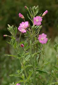 Image result for Epilobium hirsutum