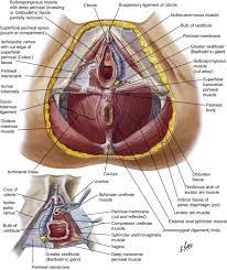 The inguinal ligament is at the bottom of the inguinal canal a passage in the abdominal wall through which the spermatic cord passes in men and the round ligament passes in women. Female Groin Anatomy Anatomy Drawing Diagram
