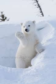 Anthropomorphism Makes For Great Wildlife Photography Baby Polar Bears Polar Bear Cute Animal Pictures