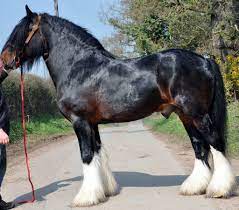 Beautiful Seal Brown Shire Draft Horse Rare Horses Rare Horse Breeds Clydesdale Horses