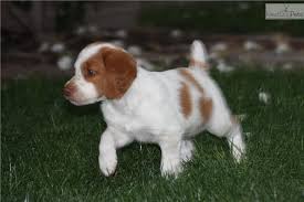Pin On Puppies