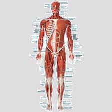 The coronal plane divides the body into ventral (front) and dorsal (back) portions. Muscular System Front Labeled Chart 0086 00226