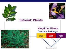 Tutorial Plants Kingdom Plants Domain Eukarya Domain Bacteria Ppt Video Online Download