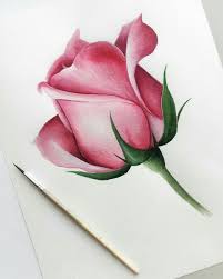 Rose In 2020 Pencil Drawings Of Flowers Color Pencil Art Realistic Flower Drawing
