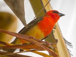 Image result for Polysphaeria multiflora