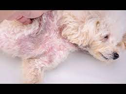 3 Dog Yeast Infection Home Remedies And Treatments Youtube
