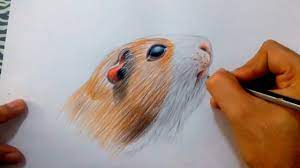 Comment dessiner un cochon d'inde - YouTube