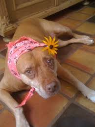 3 any extra costs to consider? Pet Euthanasia Veterinarians On When It S Time Cost And More