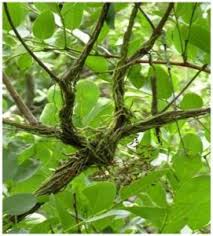 Image result for Microcoelia globulosa