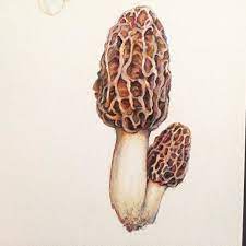 Danielle Caners On Instagram Got Morals Morel Mushroom Illustration Drawing Mycology Fungi Fungi Mushroom Drawing Mushroom Tattoos Stuffed Mushrooms