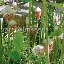 Image result for Etlingera