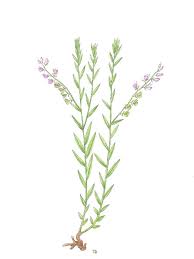 Image result for Polygala persicariifolia