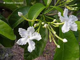 Image result for Tabernaemontana odoratissima