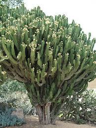 Image result for Euphorbia candelabrum