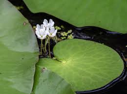 Image result for Nymphoides forbesiana