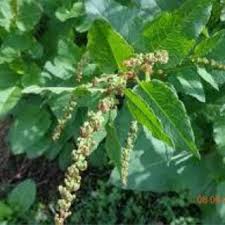 Image result for Rumex nepalensis