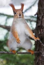 Pin Von Teresa Munoz Auf Belochki In 2020 Tier Fotos Eichhornchen Tiere