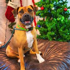 PET HELPERS 2019 ANNUAL REPORT