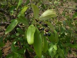 Image result for Rhynchosia resinosa