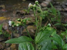 Image result for Adenostemma