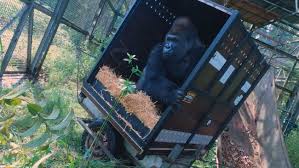 The aspinall foundation (formerly the john aspinall foundation) is a british charity (registered charity 326567) which works to promote wildlife conservation. Itv Meridian Aspinall Foundation News For Oxford Thames Valley And South Coast